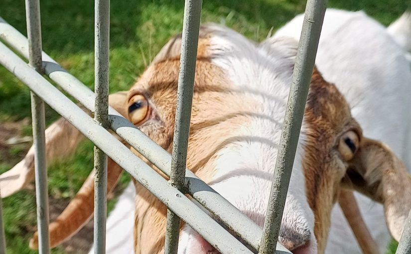 Traurige Tragödie: Ziegen sterben nach Fütterung durch Passanten