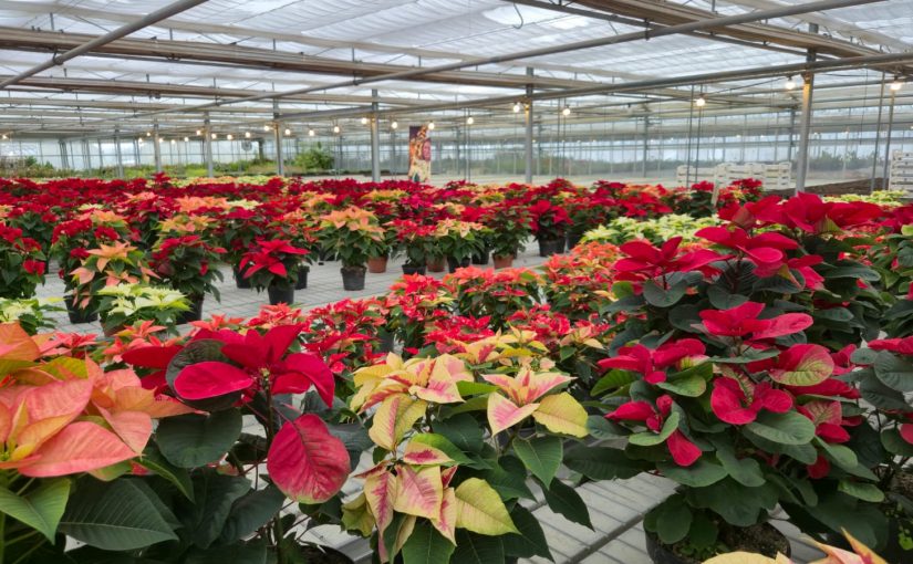 Ausflug in die Weihnachtsgärtnerei