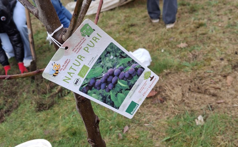 Baumpflanzaktion Streuobstwiese