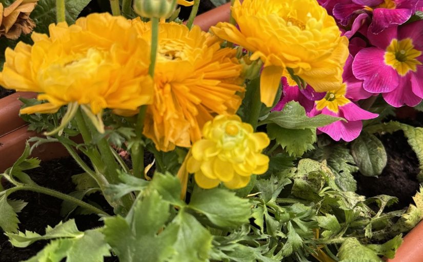 Gemeinsames Bepflanzen der Blumenkübel