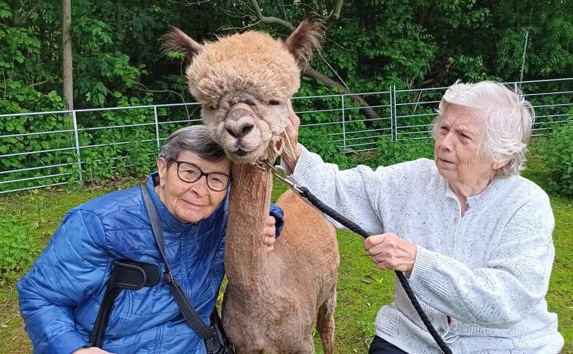Ein Besuch bei den Alpakas