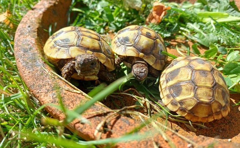 Schildkrötenbesuch in Wermelskirchen